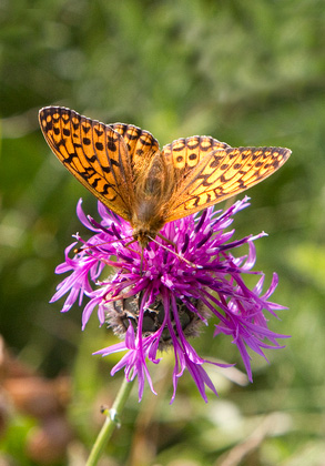 Dark Green Fritillary DM1225